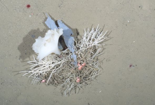 Plastikmüll findet man mittlerweile in den entlegensten Meeresgebieten - auch in mehreren tausend Meter Wassertiefe in der Framstraße (Foto: Tiefseegruppe des AWI)